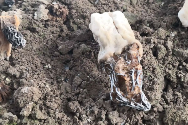 羊肚菌菌絲怕大風嗎，羊肚菌最怕什么化學成分