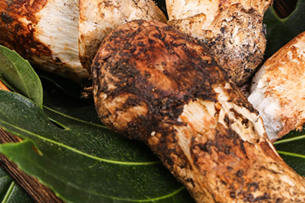 什么是密祉松茸 什么是密祉松茸