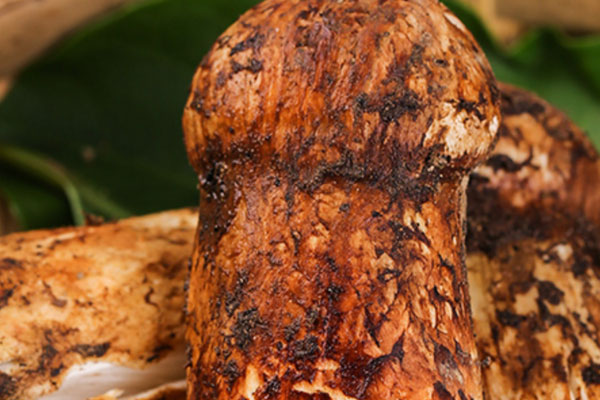 松茸的產(chǎn)地在什么地方 松茸的產(chǎn)地在什么地方