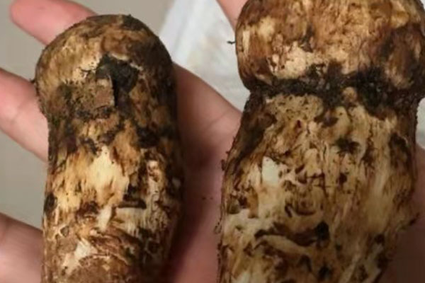 新鮮松茸的四個(gè)特點(diǎn) 新鮮松茸的四個(gè)特點(diǎn)