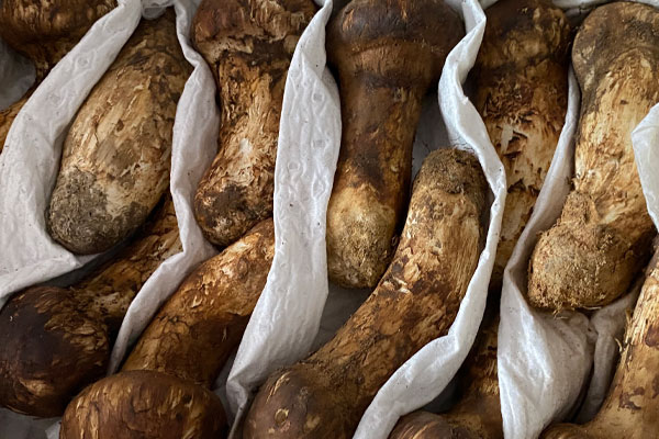 云南什么地方產(chǎn)松茸，云南吃松茸的地方