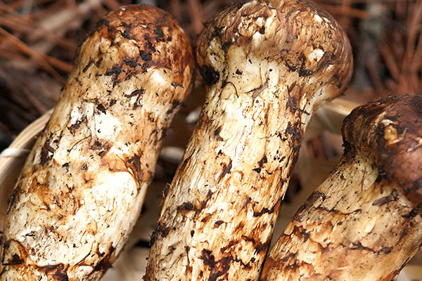 云南松茸長(zhǎng)在什么山坡上 云南松茸長(zhǎng)在什么山坡上