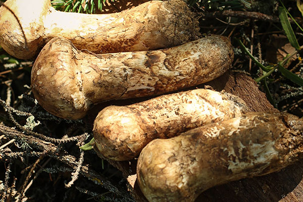 松茸含有哪些營(yíng)養(yǎng)成分 松茸含有哪些營(yíng)養(yǎng)成分