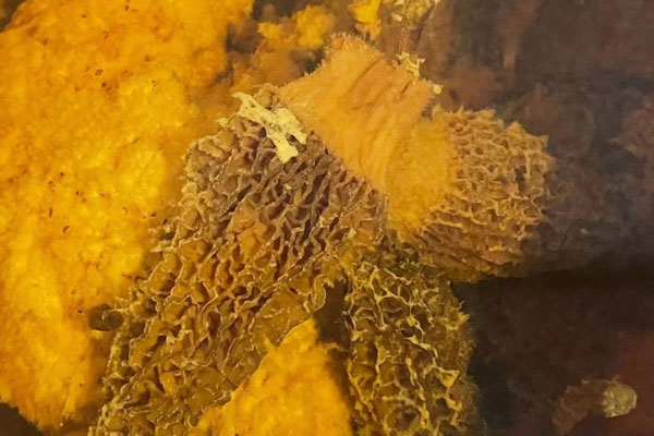 羊肚菌含有的成分有哪些功效作用 羊肚菌含有的成分有哪些功效作用