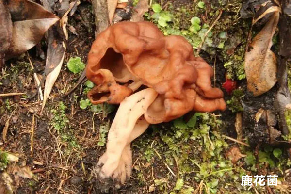 跟羊肚菌很像的菌有哪些 跟羊肚菌很像的菌有哪些