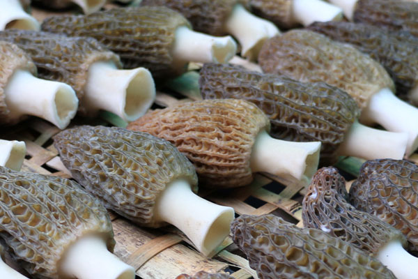 羊肚菌煮粥要切開嗎，羊肚菌煲湯后能直接吃嗎