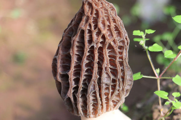 可以用淘米水洗羊肚菌嗎 可以用淘米水洗羊肚菌嗎