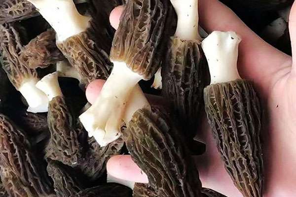 金雀花羊肚菌煎蛋的功效作用 金雀花羊肚菌煎蛋的功效作用