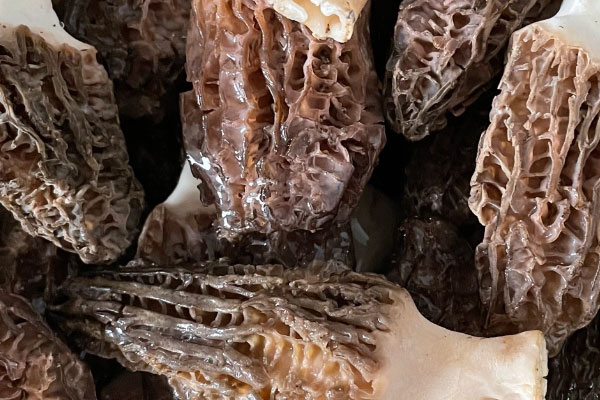 金雀花羊肚菌煎蛋的禁忌人群 金雀花羊肚菌煎蛋的禁忌人群