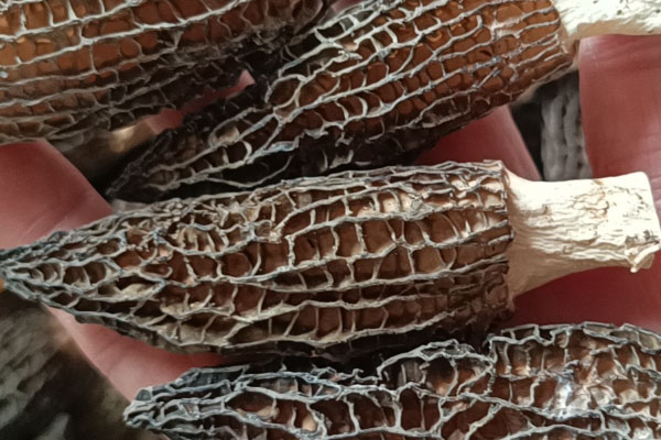 羊肚菌口蘑肉丸湯的禁忌人群 羊肚菌口蘑肉丸湯的禁忌人群