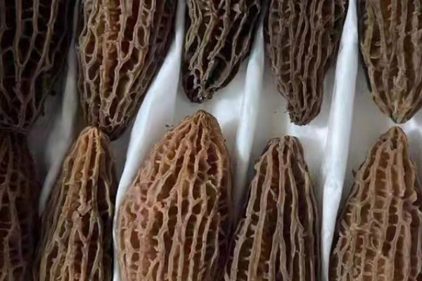 線椒爆炒羊肚菌的營(yíng)養(yǎng)價(jià)值 線椒爆炒羊肚菌的營(yíng)養(yǎng)價(jià)值