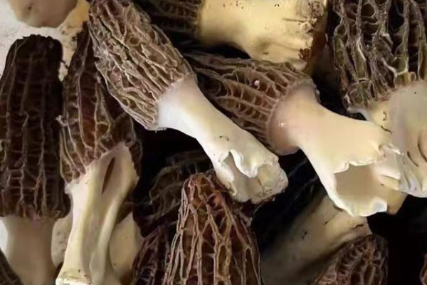 線椒爆炒羊肚菌的食用禁忌 線椒爆炒羊肚菌的食用禁忌