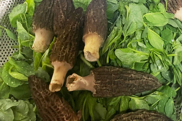 羊肚菌清炒豆苗的做法，有哪些營養(yǎng)價值