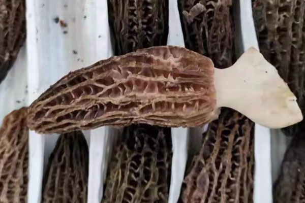 羊肚菌清炒豆苗的功效作用 羊肚菌清炒豆苗的功效作用