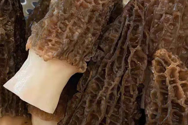 羊肚菌清炒豆苗的食用禁忌 羊肚菌清炒豆苗的食用禁忌