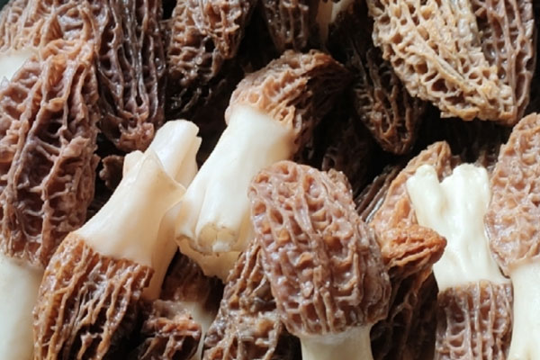 羊肚菌兒菜炒口蘑的功效作用 羊肚菌兒菜炒口蘑的功效作用