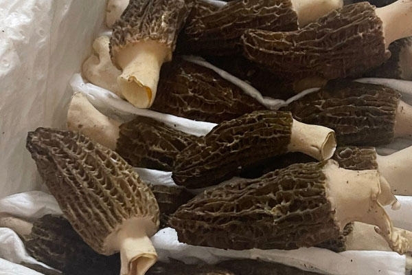 羊肚菌兒菜炒口蘑的食用禁忌 羊肚菌兒菜炒口蘑的食用禁忌