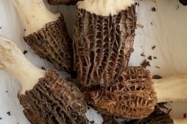 洋蔥辣椒炒羊肚菌的營養(yǎng)價(jià)值 洋蔥辣椒炒羊肚菌的營養(yǎng)價(jià)值