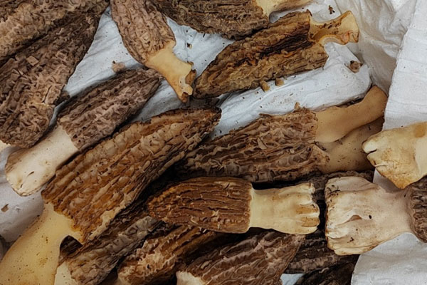 洋蔥辣椒炒羊肚菌的食用禁忌 洋蔥辣椒炒羊肚菌的食用禁忌