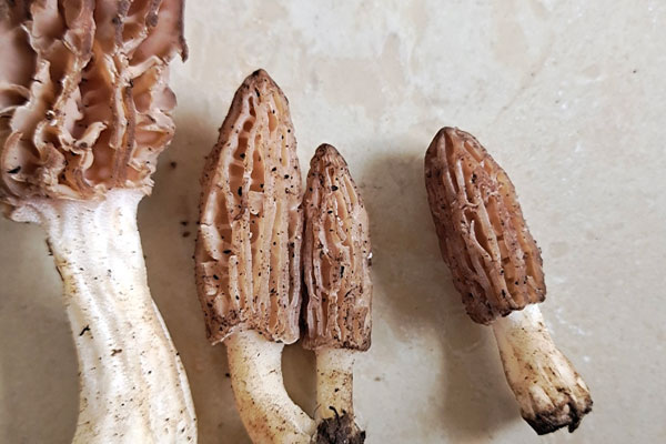 羊肚菌怎么吃最壯陽，清洗羊肚菌的正確方法