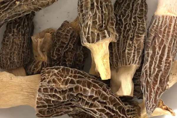 干品羊肚菌香嗎 干品羊肚菌香嗎