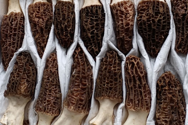 羊肚菌清水煮好嗎 羊肚菌清水煮好嗎