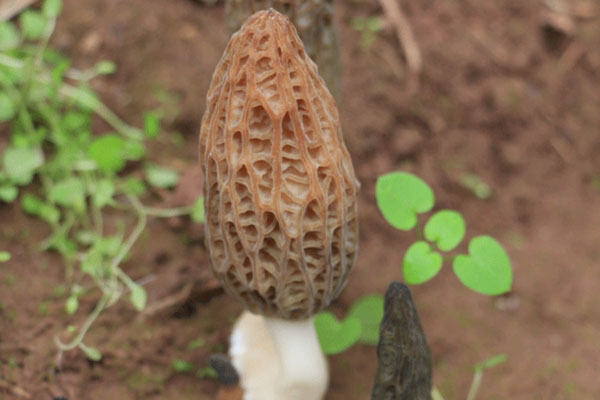羊肚菌的菌株會老化嗎 羊肚菌的菌株會老化嗎