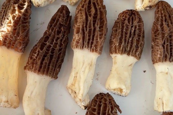 羊肚菌對(duì)水質(zhì)要求高嗎 羊肚菌對(duì)水質(zhì)要求高嗎