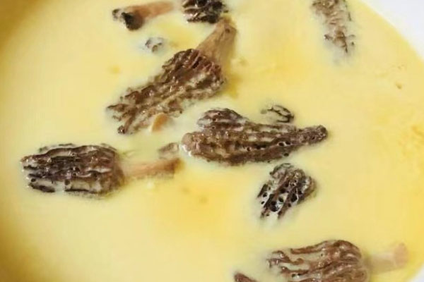 羊肚菌的免疫調(diào)節(jié)功能，河北有羊肚菌嗎