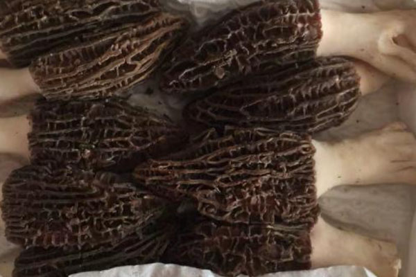 河北有沒有羊肚菌 河北有沒有羊肚菌