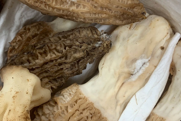 野生和種植羊肚菌的價(jià)格 野生和種植羊肚菌的價(jià)格