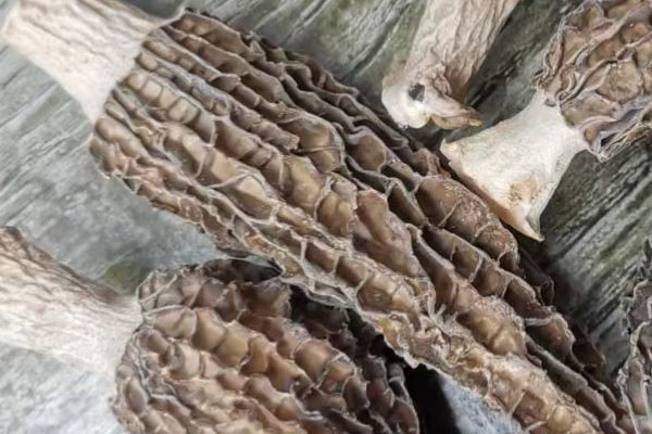 干羊肚菌保質(zhì)期為多長時間，干羊肚菌怎樣儲存保管