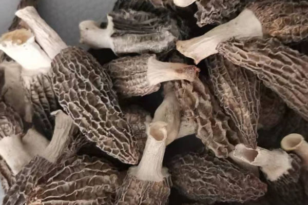 干品羊肚菌如何儲(chǔ)存 干品羊肚菌如何儲(chǔ)存