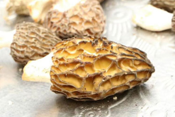 干貨羊肚菌可以放冷藏保存嗎，羊肚菌泡久了有毒嗎