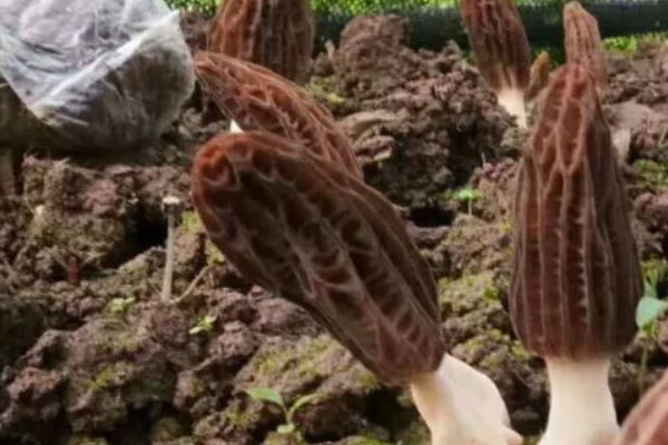 哪些地方適合種植羊肚菌 哪些地方適合種植羊肚菌