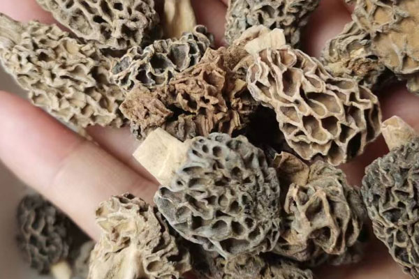 干羊肚菌泡過水可以放冰箱嗎，肌酐高能吃羊肚菌嗎