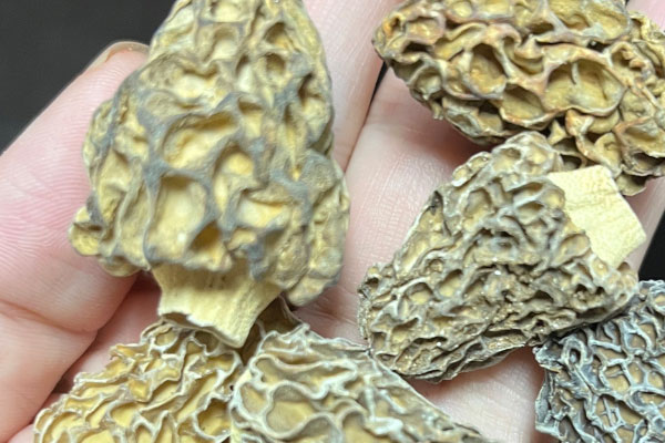 野生羊肚菌什么時候有 野生羊肚菌什么時候有