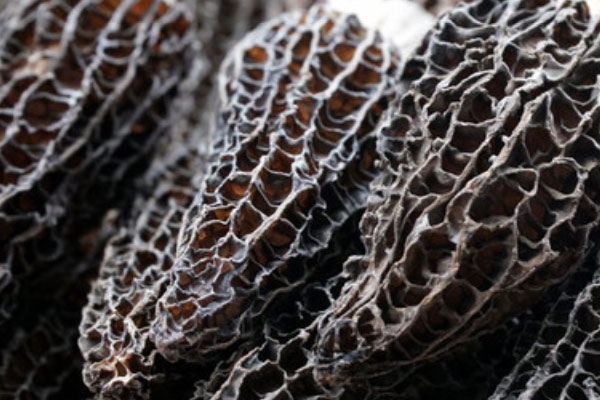 大三陽可以吃羊肚菌嗎 大三陽可以吃羊肚菌嗎