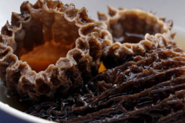 東北羊肚菌多嗎 東北羊肚菌多嗎