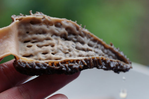 干羊肚菌要泡多久，羊肚菌有降糖作用嗎