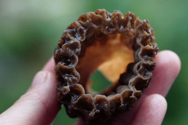 羊肚菌具有降糖的作用嗎 羊肚菌具有降糖的作用嗎