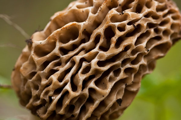 野生羊肚菌喜歡什么環(huán)境 野生羊肚菌喜歡什么環(huán)境