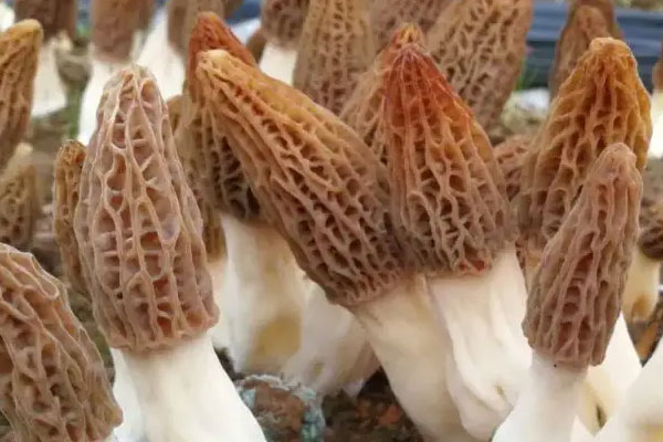 雨水大可以長出羊肚菌嗎 雨水大可以長出羊肚菌嗎