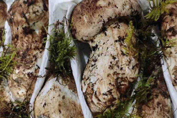 孕中期能吃松茸嗎 孕中期能吃松茸嗎