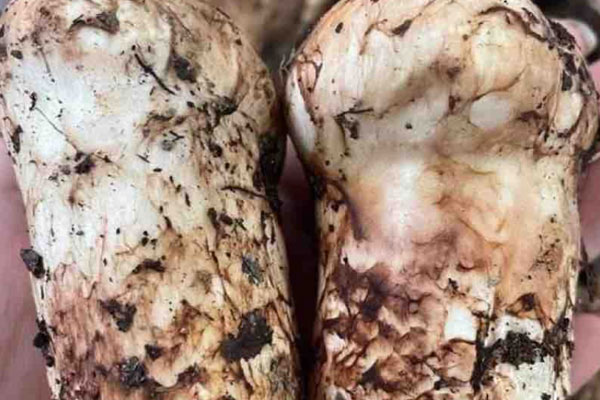 適合松茸寄生的樹種 適合松茸寄生的樹種