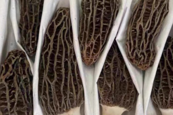 羊肚菌蝦滑蛋餅的食用禁忌 羊肚菌蝦滑蛋餅的食用禁忌