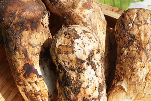 松茸可以帶上飛機嗎，松茸可以冷凍嗎