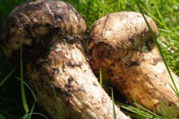 松茸能冷凍嗎 松茸能冷凍嗎