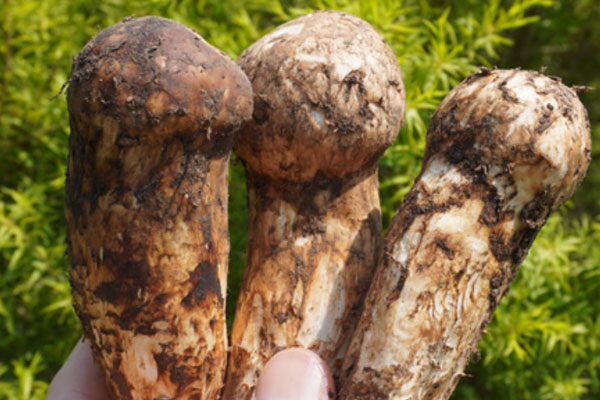 新鮮松茸好煮熟嗎 新鮮松茸好煮熟嗎