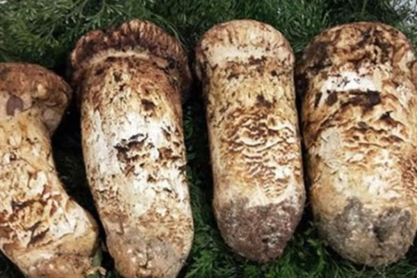 新鮮松茸有肉感嗎 新鮮松茸有肉感嗎